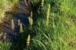 Der Ackerschachtelhalm –  die Urzeit-Pflanze